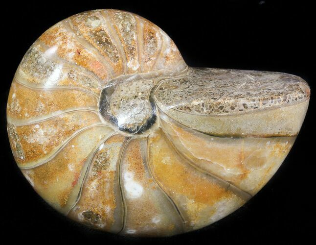 Polished Nautilus Fossil - Madagascar #47391